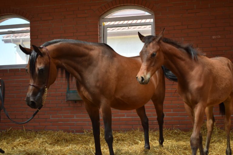 El-Medonaz1-1024x683