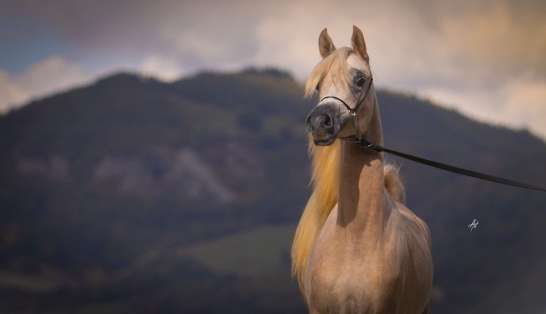 IMG-20251021-WA0006(1)