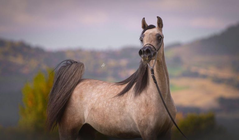 IMG-20251021-WA0020(1) (1)